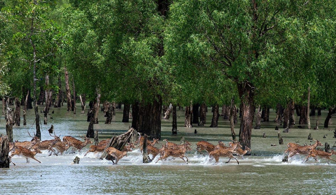 Sundarbans Slide 1