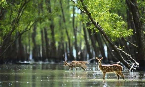 Sundarbans Slide 2